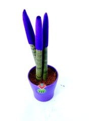 Sansevieria Velvet Touchz Renkli Paşa Kılıcı 25+cm Uzunluk-8,5 cm saksıda