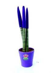 Sansevieria Velvet Touchz Renkli Paşa Kılıcı 25+cm Uzunluk-8,5 cm saksıda