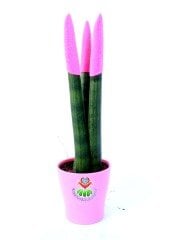 Sansevieria Velvet Touchz Renkli Paşa Kılıcı 25+cm Uzunluk-8,5 cm saksıda