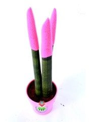 Sansevieria Velvet Touchz Renkli Paşa Kılıcı 25+cm Uzunluk-8,5 cm saksıda