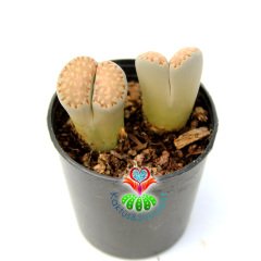 Lithops Julii Fulleri-Uçları Açık Turuncu Yaşayan Taş Kaktüs 5,5cm Saksıda