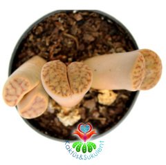 Lithops Guliemii -Kırmızı Çizgili Yaşayan Taş Kaktüs-5,5cm Saksıda