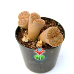 Lithops Guliemii -Kırmızı Çizgili Yaşayan Taş Kaktüs-5,5cm Saksıda