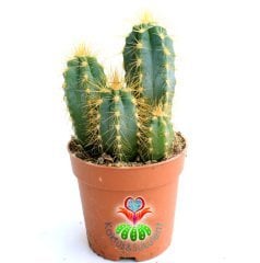 Kaktüs,,Pilosocereus Azureus Cluster-1 Saksıda Çok Adet Sütun Kaktus-7 cm saksıda 10 cm Uzunlukta
