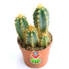 Kaktüs,,Pilosocereus Azureus Cluster-1 Saksıda Çok Adet Sütun Kaktus-7 cm saksıda 10 cm Uzunlukta