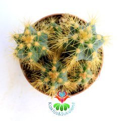 Kaktüs,,Pilosocereus Azureus Cluster-1 Saksıda Çok Adet Sütun Kaktus-7 cm saksıda 10 cm Uzunlukta