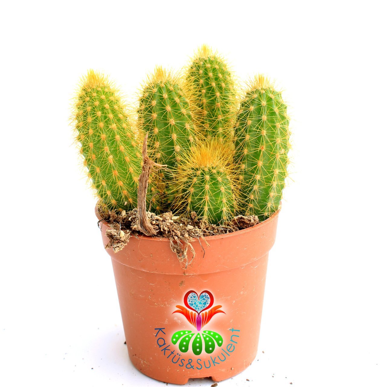 Kaktüs,Trichocereus Huascha-Bir Saksıda Birçok Adet-Sütun Kaktus -8 cm saksıda 10 cm Uzunlukta