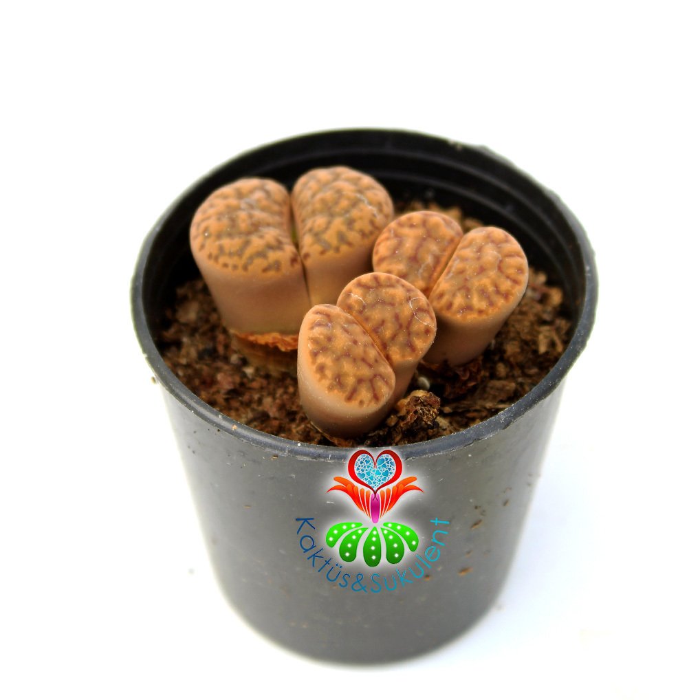 Lithops Guliemii -3 lü Kırmızı Çizgili Yaşayan Taş Kaktüs-5,5cm Saksıda