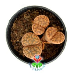 Lithops Guliemii -3 lü Kırmızı Çizgili Yaşayan Taş Kaktüs-5,5cm Saksıda