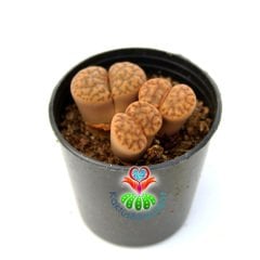 Lithops Guliemii -3 lü Kırmızı Çizgili Yaşayan Taş Kaktüs-5,5cm Saksıda