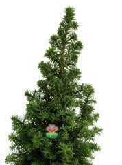 Chamaecypans Mini Çam Ağacı, Elwoodi Yılbaşı Ağacı 8,5 cm Saksıda