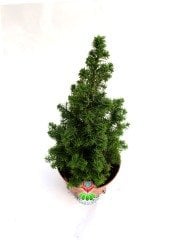 Chamaecypans Mini Çam Ağacı, Elwoodi Yılbaşı Ağacı 8,5 cm Saksıda