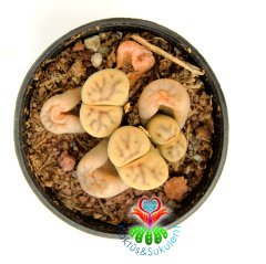 Lithops Brevis -4lü Kırmızı Çizgili Krem Renk Yaşayan Taş Kaktüs-5,5 cm Saksıda