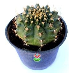 Gymnocalycium Mihanovichii Green 12 cm Saksıda Bol Çiçek Açan Kaktüs