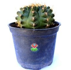 Gymnocalycium Mihanovichii Green 12 cm Saksıda Bol Çiçek Açan Kaktüs