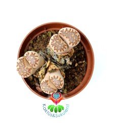 Lithops Dorotheae Dark-4 lü Krem Renk 8,5 cm Saksıda Yaşayan Taş Kaktüs