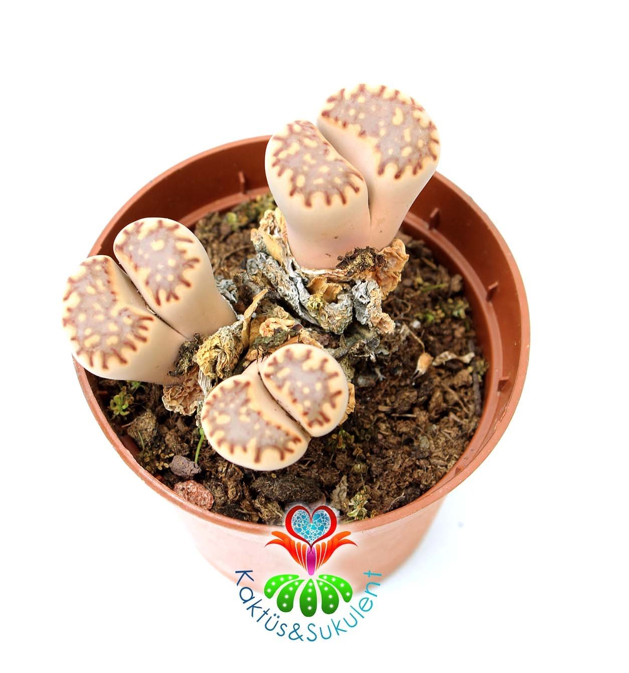Lithops Dorotheae Dark-4 lü Krem Renk 8,5 cm Saksıda Yaşayan Taş Kaktüs