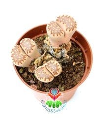 Lithops Dorotheae Dark-4 lü Krem Renk 8,5 cm Saksıda Yaşayan Taş Kaktüs