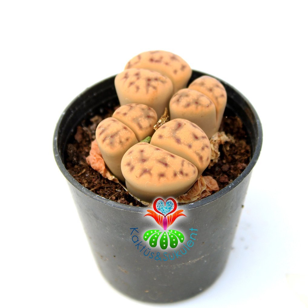 Lithops Bromfieldii 4lü Koyu Krem Renk Yaşayan Taş Kaktüs-5,5 cm Saksıda