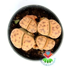 Lithops Bromfieldii 4lü Koyu Krem Renk Yaşayan Taş Kaktüs-5,5 cm Saksıda