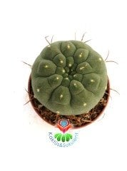 Matucana Madisoniorum-Kırmızı Renk Çiçek Açan Kaktüs-7 cm Saksıda