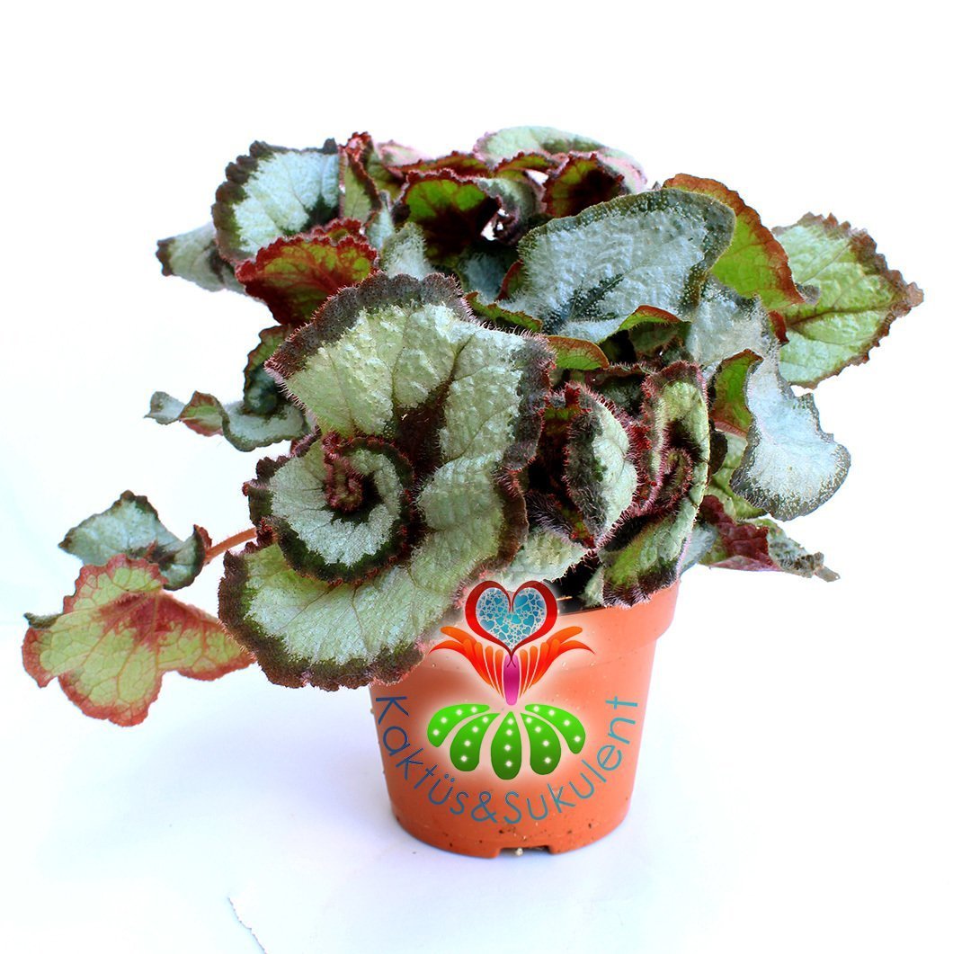 Yaprak Güzeli Begonya-Begonia Rex-Dönerek Çıkan Muhteşem Canlı Renkli Yapraklı-13 cm Saksı,25 cm Çap
