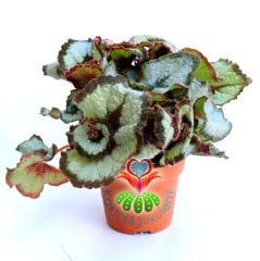 Yaprak Güzeli Begonya-Begonia Rex-Dönerek Çıkan Muhteşem Canlı Renkli Yapraklı-13 cm Saksı,25 cm Çap