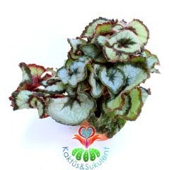 Yaprak Güzeli Begonya-Begonia Rex-Dönerek Çıkan Muhteşem Canlı Renkli Yapraklı-13 cm Saksı,25 cm Çap