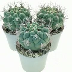 Gymnocalycium Saglionis -8,5 cm Saksıda Sıradışı Kaktüs