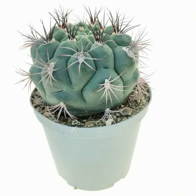 Gymnocalycium Saglionis -8,5 cm Saksıda Sıradışı Kaktüs