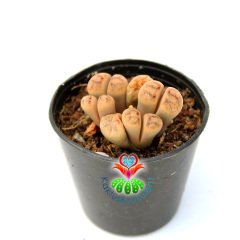 Lithops Sp.-4lü Kırmızı Çizgili Yaşayan Taş Kaktüs 5,5 cm Saksıda