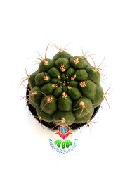 Gymnocalycium Saglionis -8,5 cm Saksıda Sıradışı Kaktüs