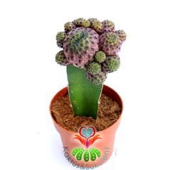 Kaktüs,Sulcorebutia Rauschii-Pembe Renk - Aşılı Büyük Boy -8,5 cm saksıda-Teraryum,Sukulent,Cactus