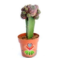 Kaktüs,Sulcorebutia Rauschii-Pembe Renk - Aşılı Büyük Boy -8,5 cm saksıda-Teraryum,Sukulent,Cactus