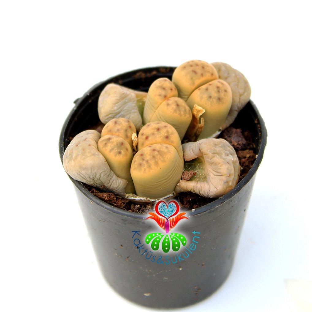 Lithops Sp.- 4lü Kırmızı Noktalı Yaşayan Taş Kaktüs 5,5 cm Saksıda