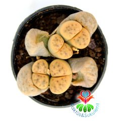 Lithops Sp.- 4lü Kırmızı Noktalı Yaşayan Taş Kaktüs 5,5 cm Saksıda