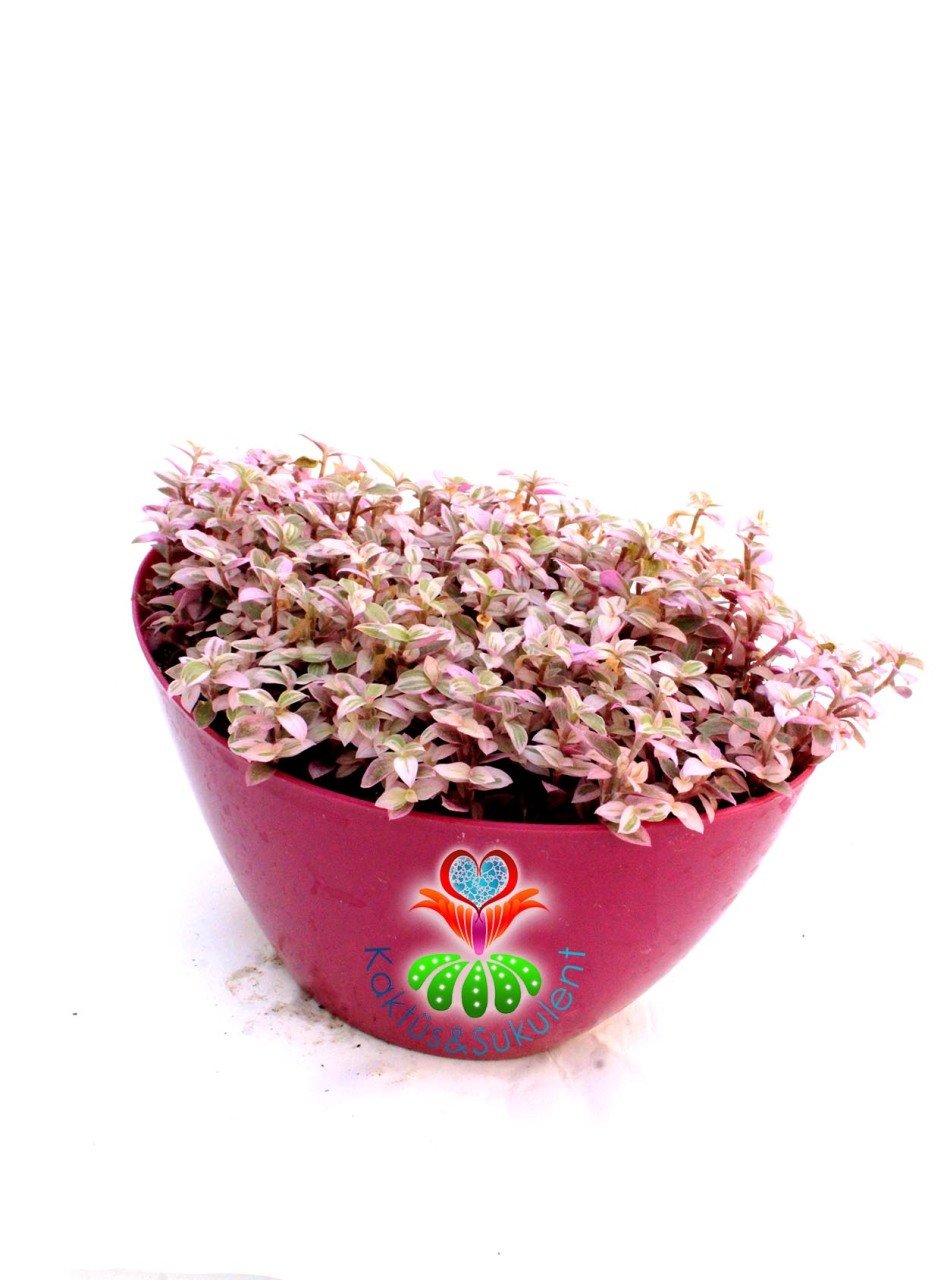 Callisia Repens 'Pink Lady'-Minik Pembe Yapraklı Telgraf Çiçeği-15 cm Oval Saksıda