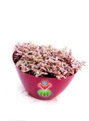 Callisia Repens 'Pink Lady'-Minik Pembe Yapraklı Telgraf Çiçeği-15 cm Oval Saksıda