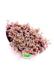 Callisia Repens 'Pink Lady'-Minik Pembe Yapraklı Telgraf Çiçeği-15 cm Oval Saksıda
