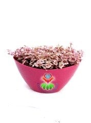 Callisia Repens 'Pink Lady'-Minik Pembe Yapraklı Telgraf Çiçeği-15 cm Oval Saksıda