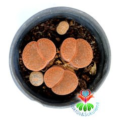 Lithops Hookeri 8,5 cm Saksıda Kahverengi Renk Yaşayan Taş Kaktüs