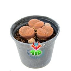 Lithops Hookeri 8,5 cm Saksıda Kahverengi Renk Yaşayan Taş Kaktüs