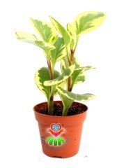Peperomia Obtusifolia Variegata-Sarı Yeşil Parlak Yapraklı-8 cm Saksıda