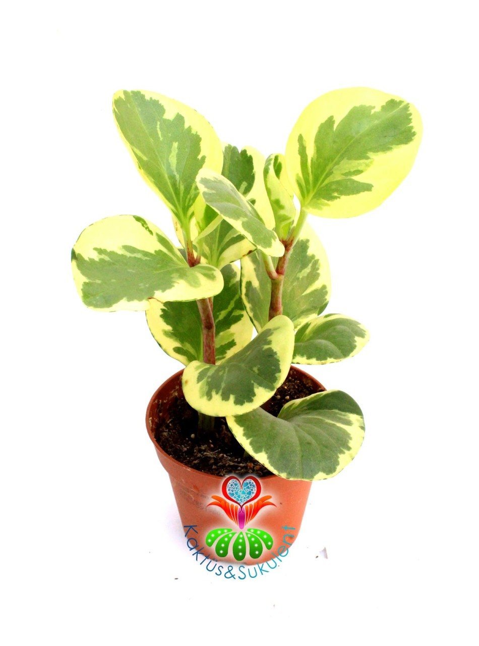 Peperomia Obtusifolia Variegata-Sarı Yeşil Parlak Yapraklı-8 cm Saksıda