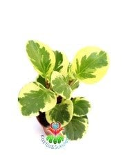Peperomia Obtusifolia Variegata-Sarı Yeşil Parlak Yapraklı-8 cm Saksıda