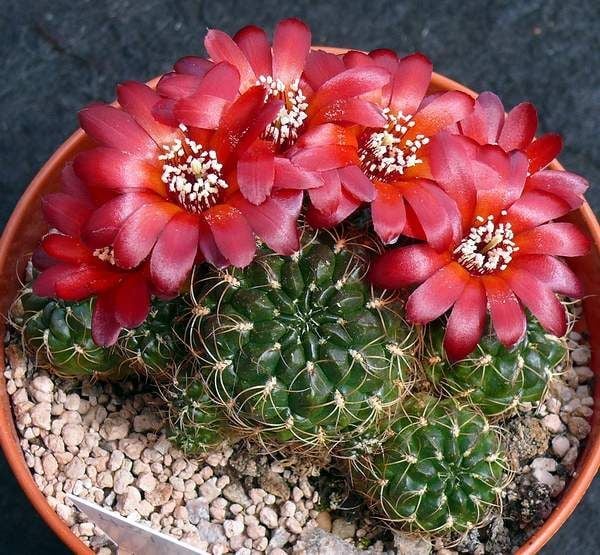 Rebutia Oligacantha Nadir Tür 7 cm Saksılı Muhteşem Çiçek Açar