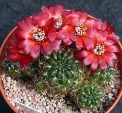 Rebutia Oligacantha Nadir Tür 7 cm Saksılı Muhteşem Çiçek Açar