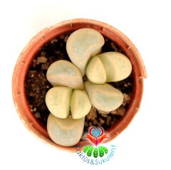 Lithops Meyeri-Bembeyaz 5,5 cm Saksıda Yaşayan Taş Kaktüs