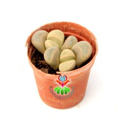 Lithops Meyeri-Bembeyaz 5,5 cm Saksıda Yaşayan Taş Kaktüs