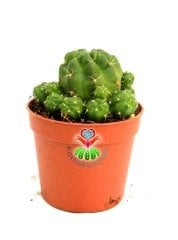 Rebutia Oligacantha Nadir Tür 7 cm Saksılı Muhteşem Çiçek Açar